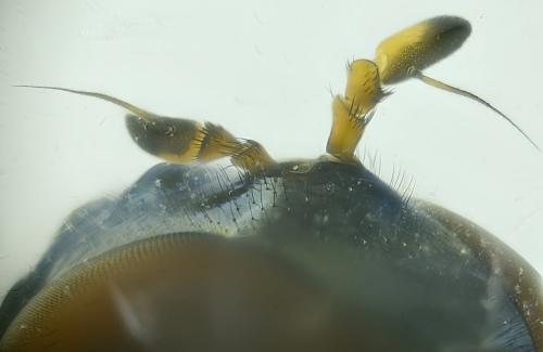 Melanostoma mellinum